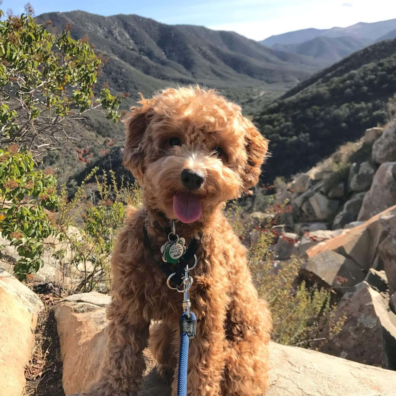 dental therapy dog office for anxiety