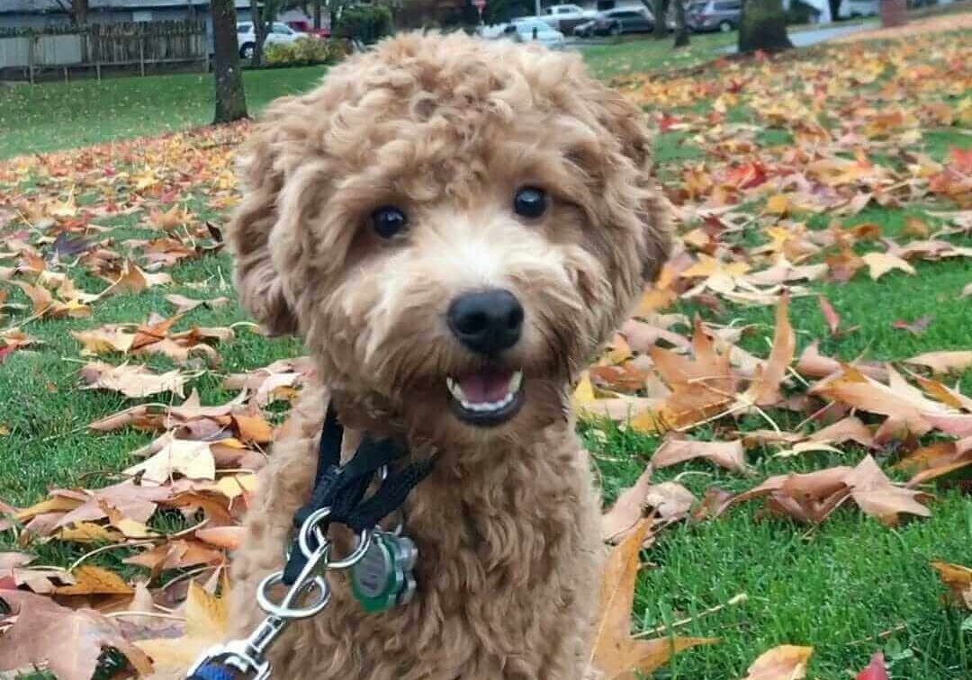dental therapy dog lake elsinore lakefront family dentistry