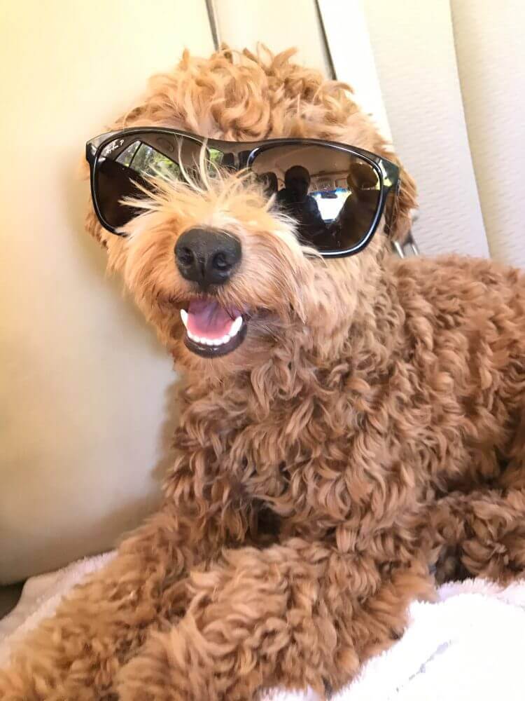 Nilla is One of Our Popular Dental Office Therapy Dogs! She’s So Cool.