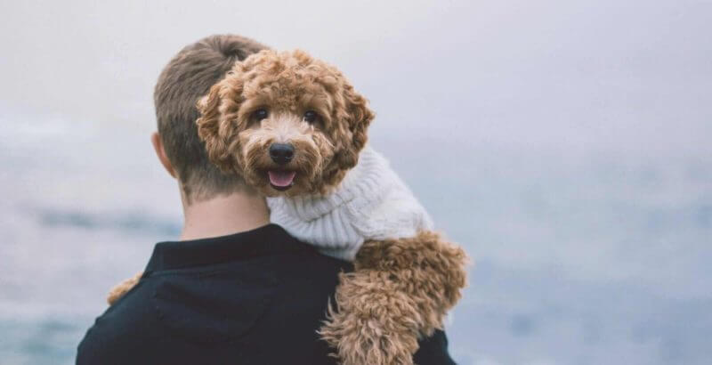 Dr. Mark Phillipe, DDS, and Nilla, One of Lakefront Family Dentistry's Dental Therapy Dogs.