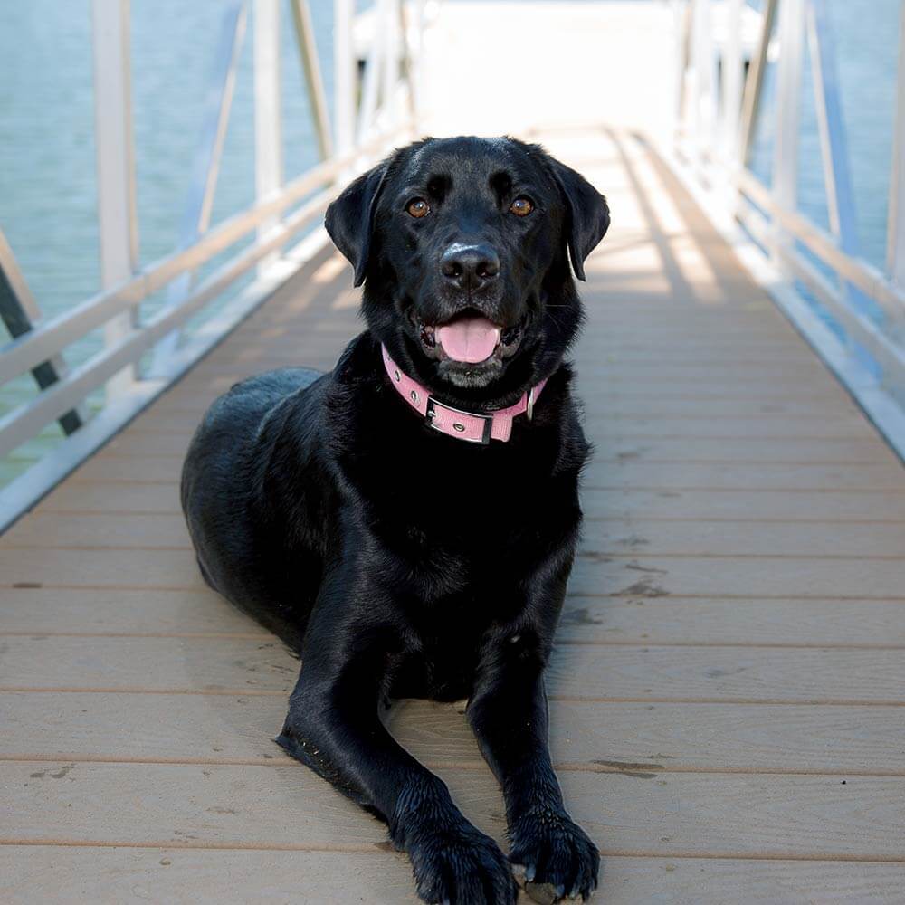 stella-therapy-dog-staff